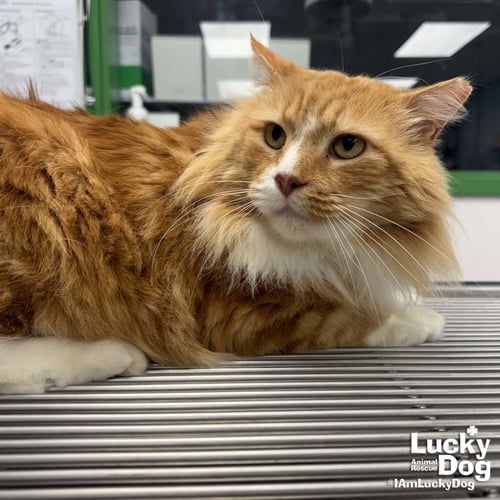 HANDSOME - Domestic Long Hair available for adoption