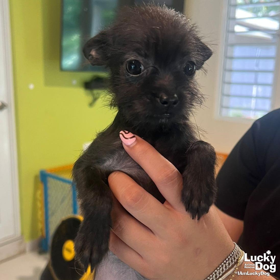 MELODY - Chihuahua available for adoption