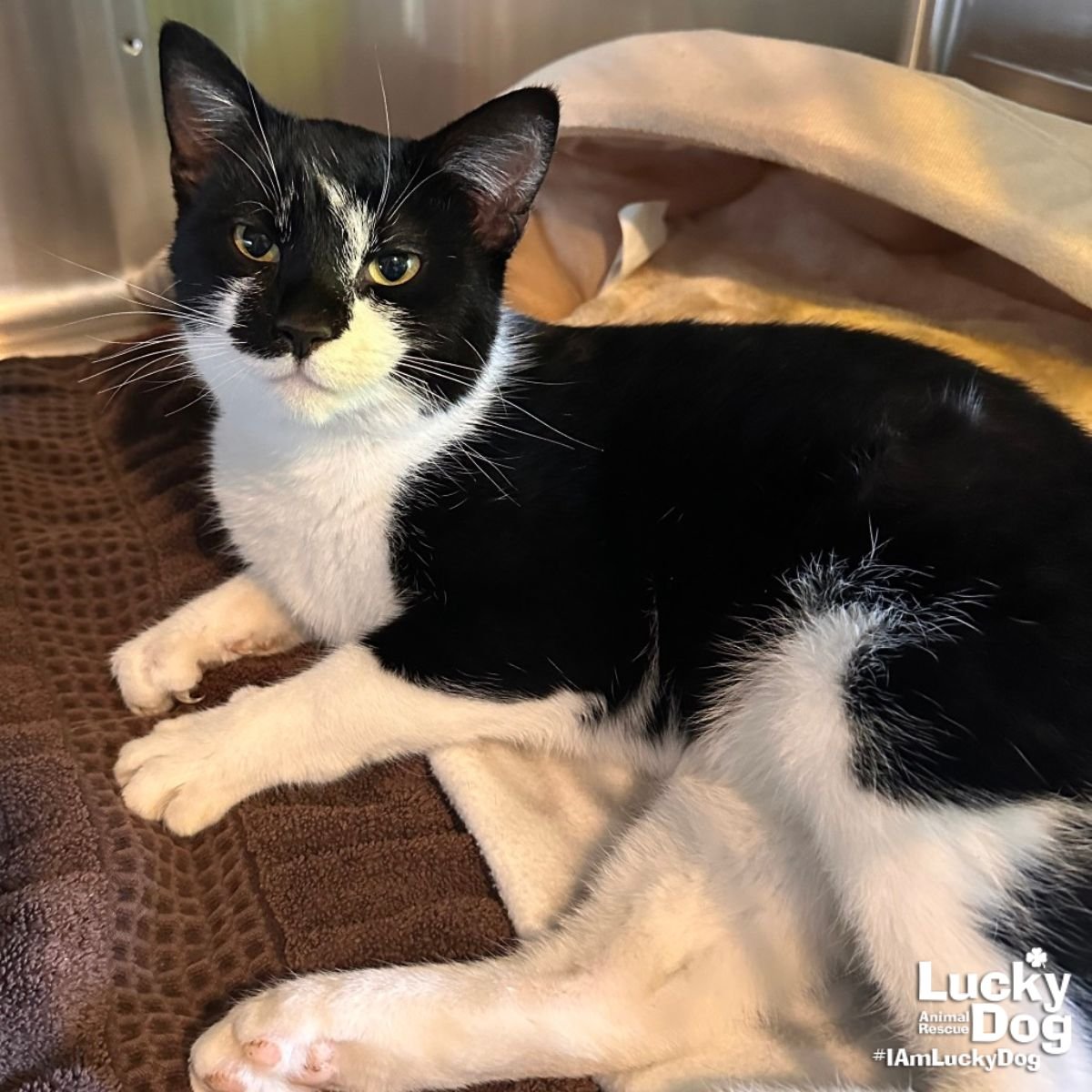 TWIST & SHOUT - Domestic Short Hair available for adoption