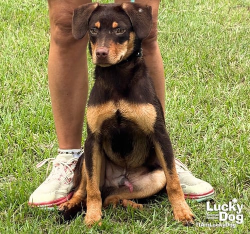 PAR - Labrador Retriever available for adoption