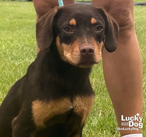 PAR - Labrador Retriever available for adoption