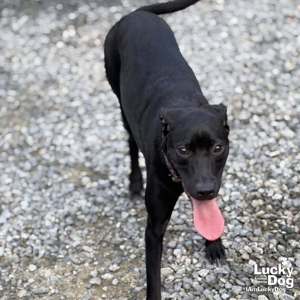 MILADY - Labrador Retriever / Retriever available for adoption