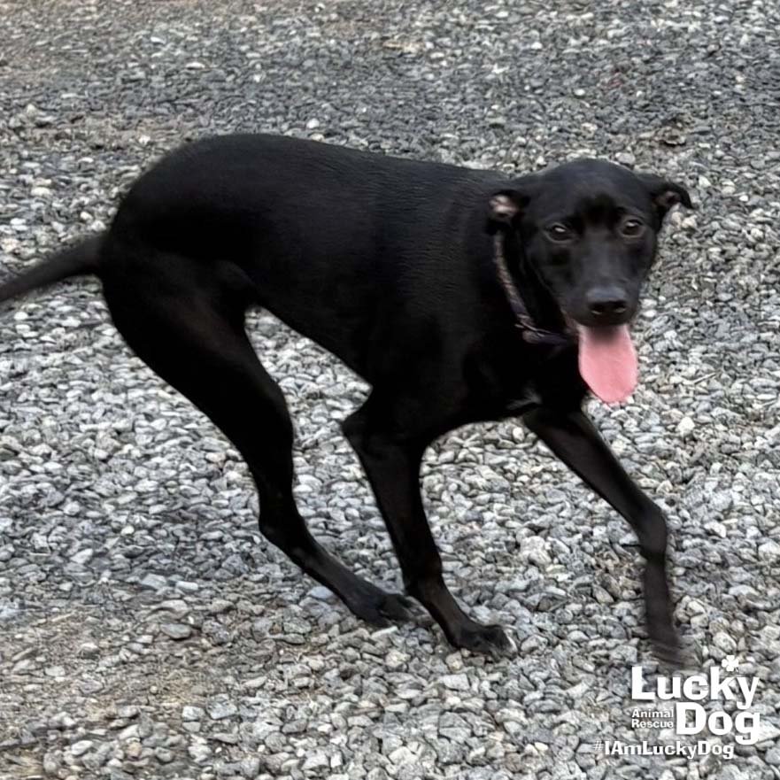 MILADY - Labrador Retriever / Retriever available for adoption