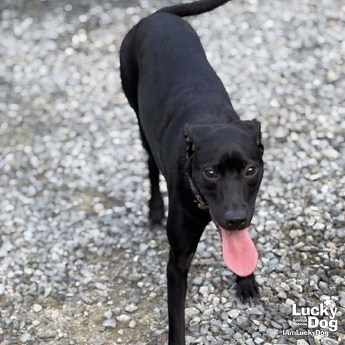 MILADY - Labrador Retriever / Retriever available for adoption