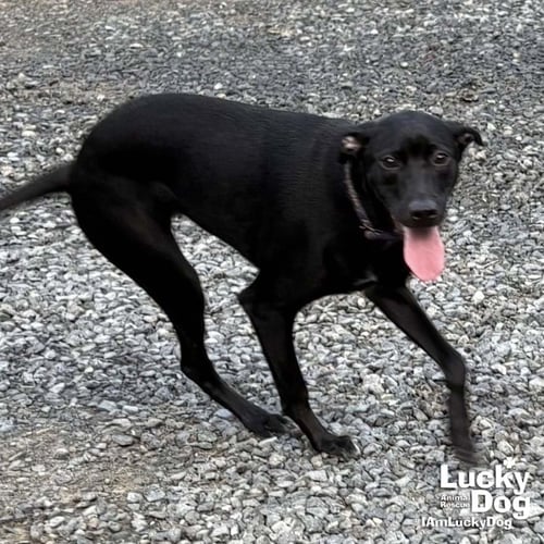 MILADY - Labrador Retriever / Retriever available for adoption