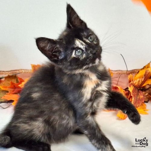 BELL - Domestic Short Hair available for adoption