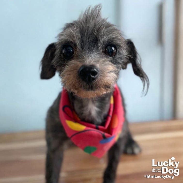 WREN - Shih Tzu available for adoption