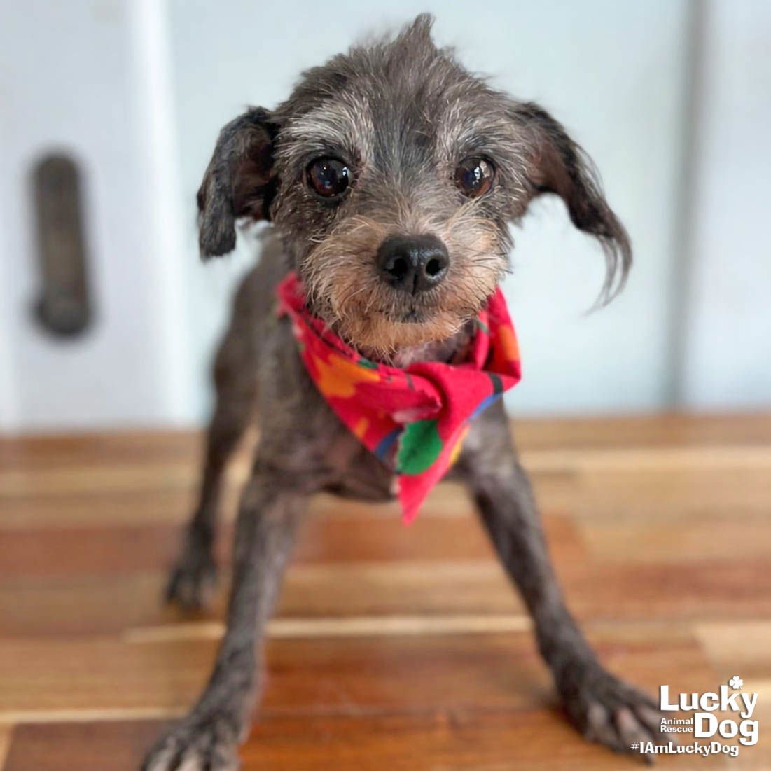 WREN - Shih Tzu available for adoption