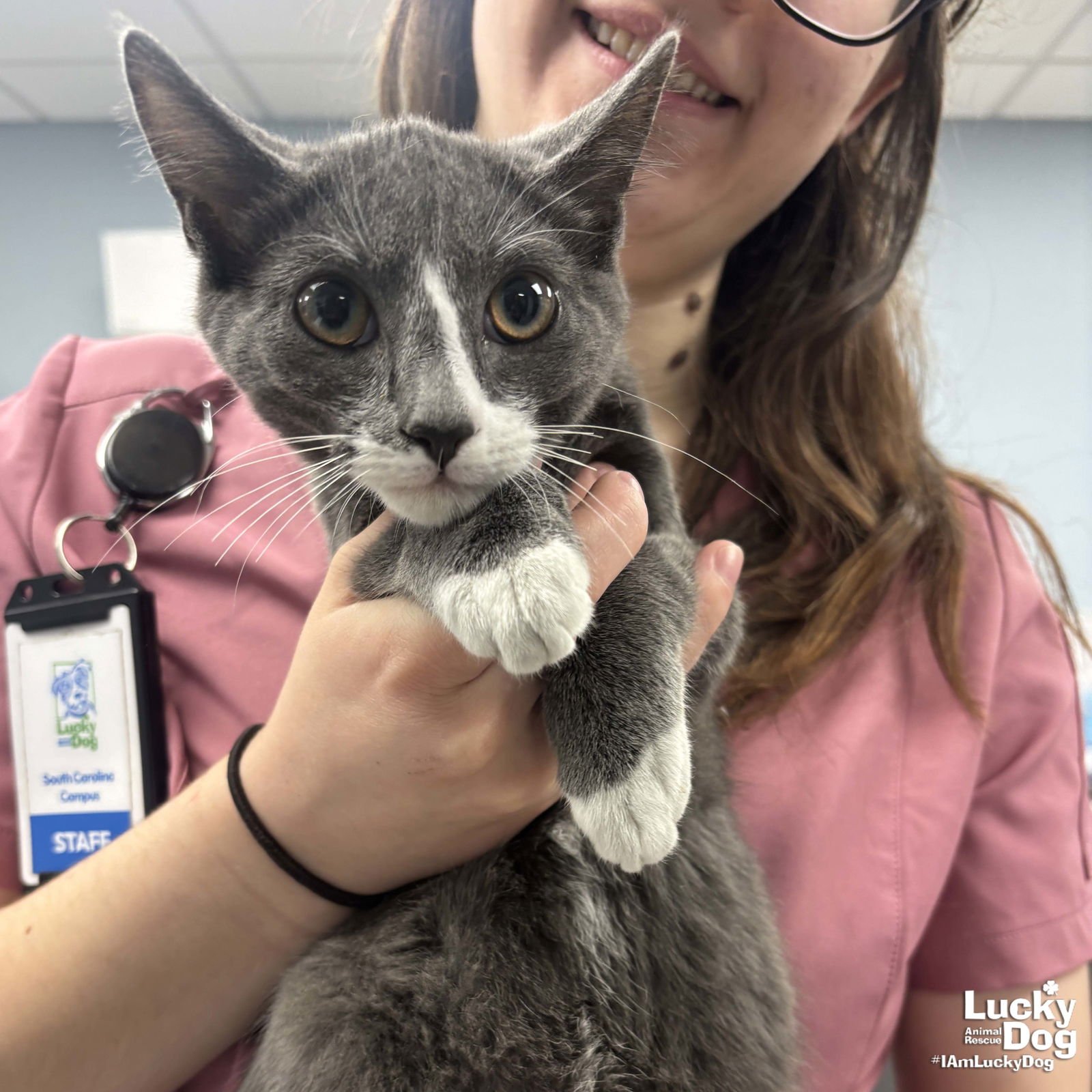 PUZZLE - Domestic Short Hair available for adoption