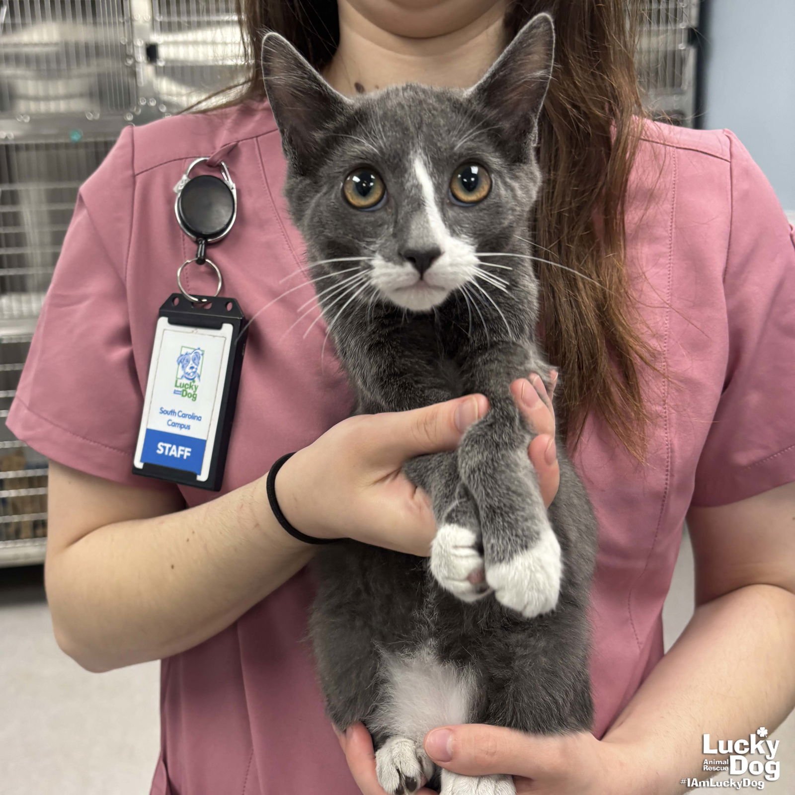 PUZZLE - Domestic Short Hair available for adoption