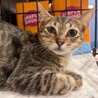 Michu - Photo 1
