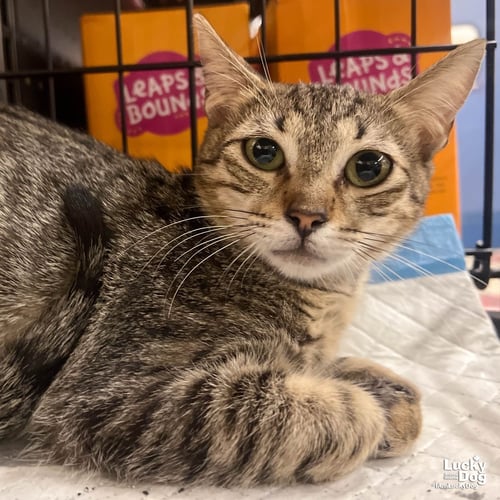 MICHU - Domestic Short Hair available for adoption