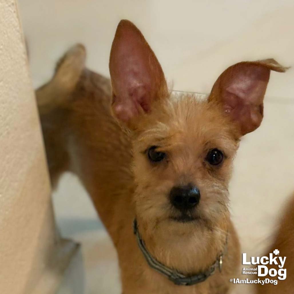 NATE - Chihuahua available for adoption