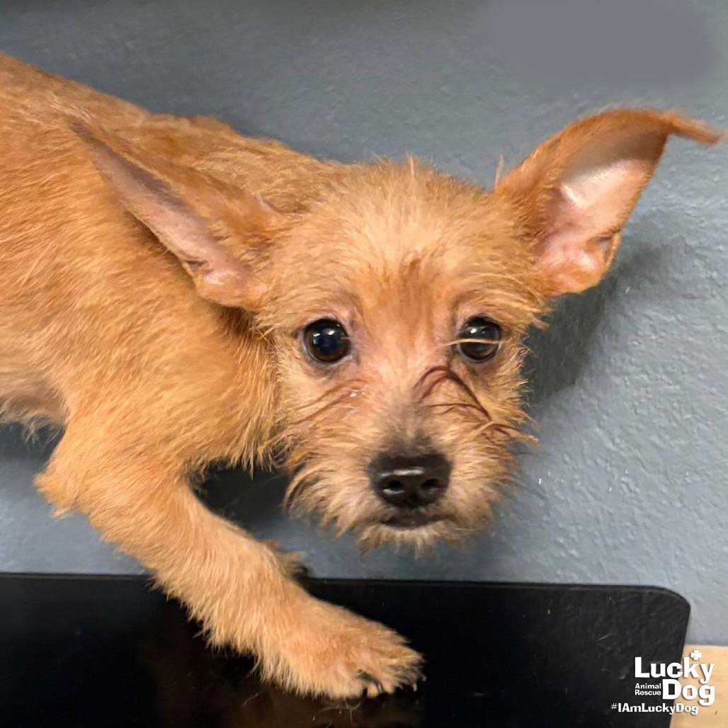 NATE - Chihuahua available for adoption