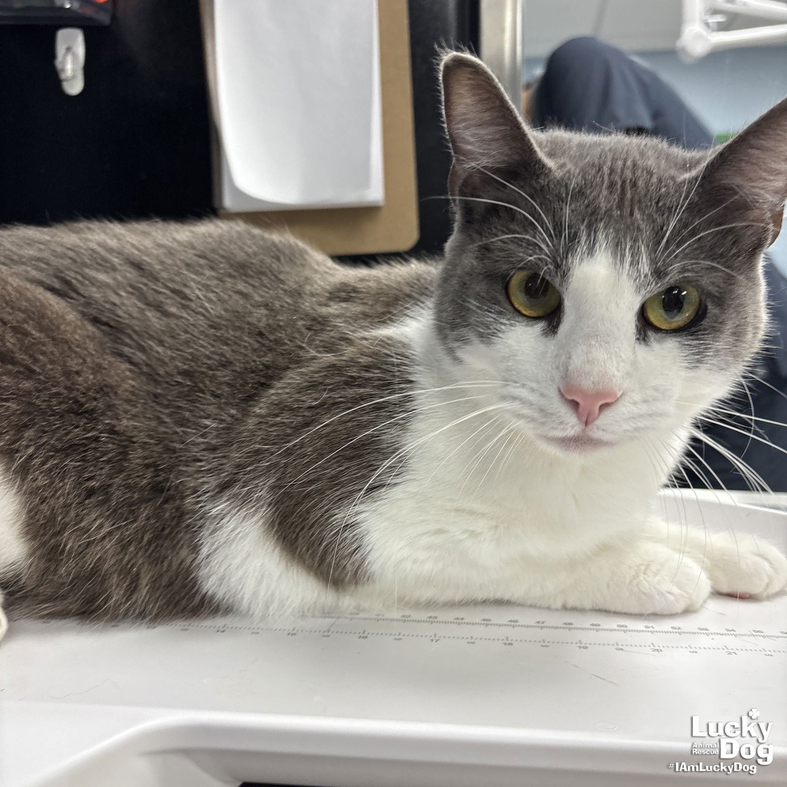 FELIX - Domestic Short Hair available for adoption