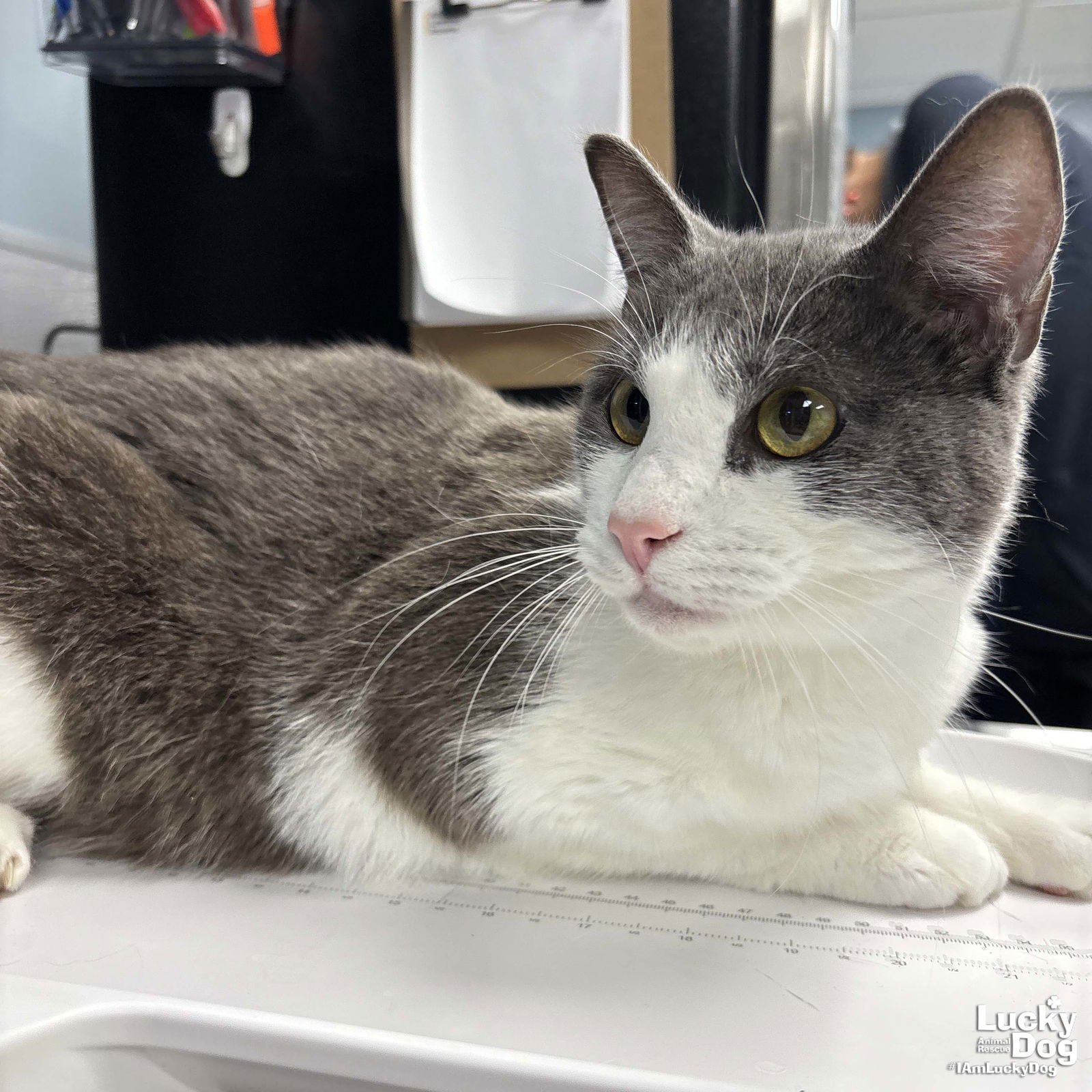 FELIX - Domestic Short Hair available for adoption