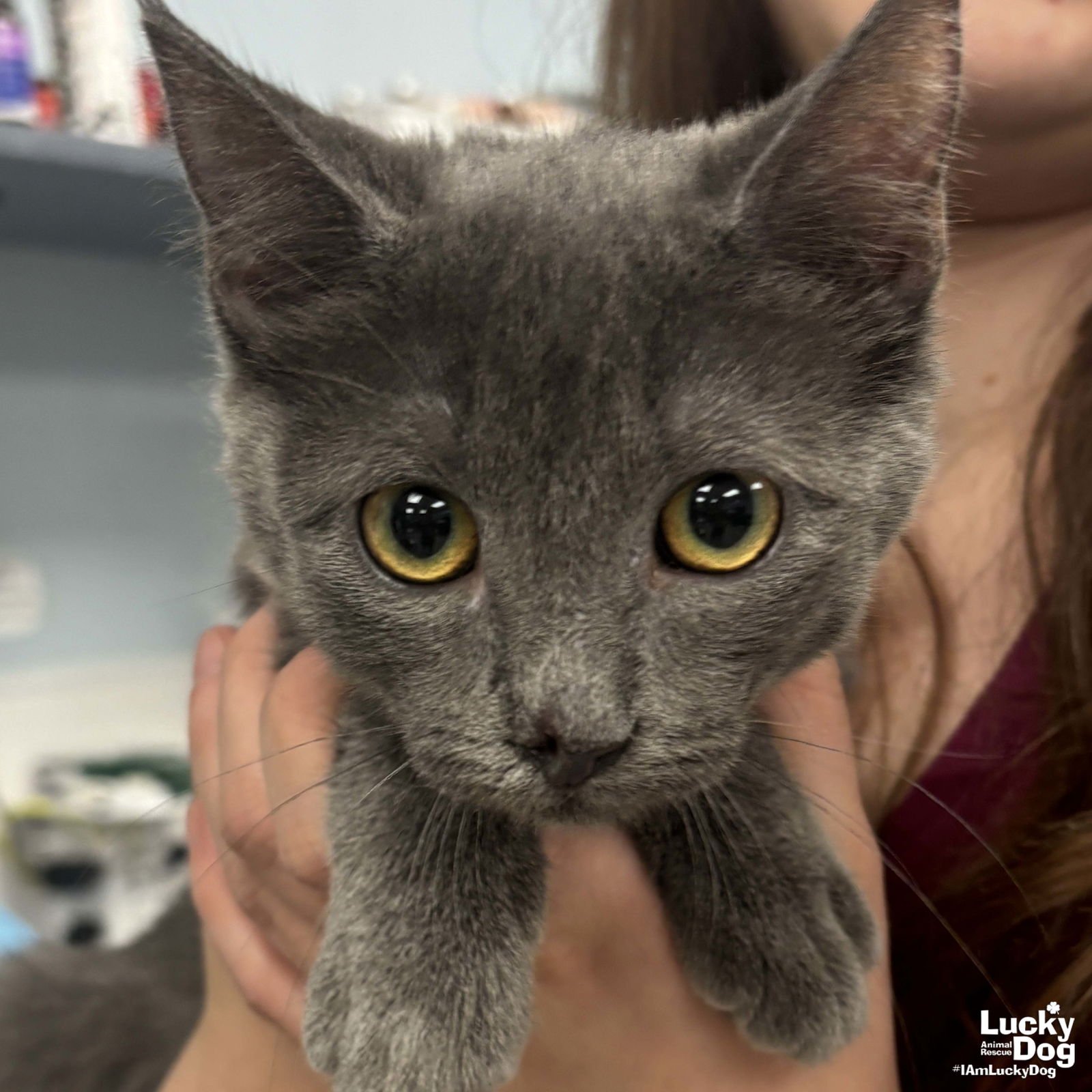 SWEET TURKEY - Domestic Short Hair available for adoption