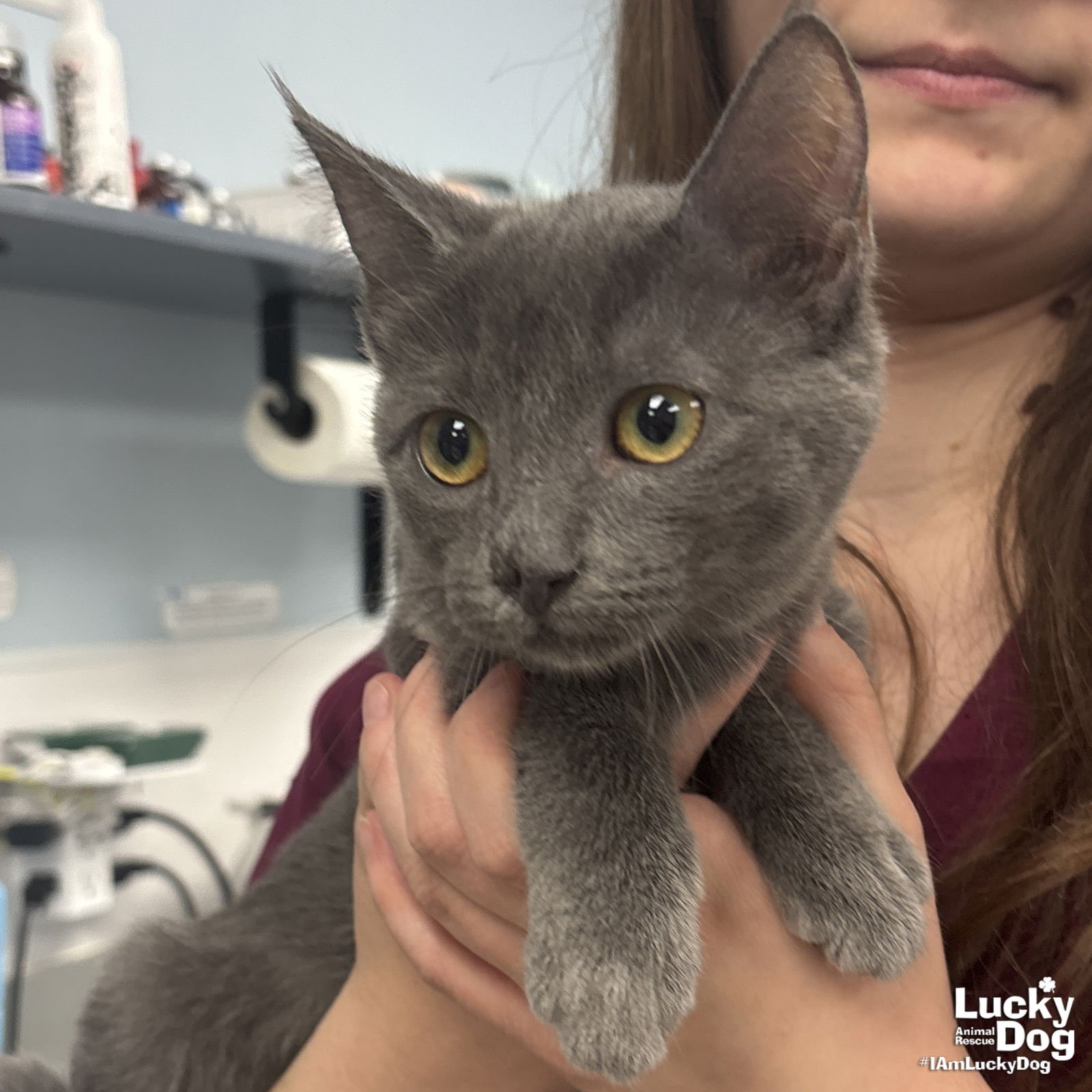 SWEET TURKEY - Domestic Short Hair available for adoption