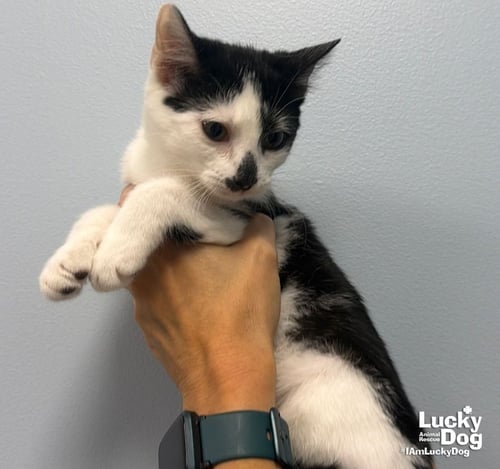 LADY MAY - Domestic Medium Hair available for adoption