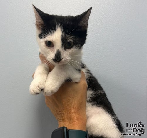 LADY MAY - Domestic Medium Hair available for adoption