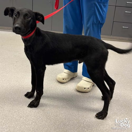 SHULER - Shepherd / Retriever available for adoption