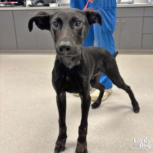 SHULER - Shepherd / Retriever available for adoption