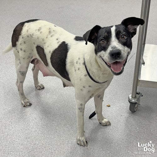 WELLA - Labrador Retriever / Pointer available for adoption