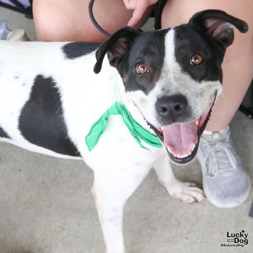 WELLA - Labrador Retriever / Pointer available for adoption