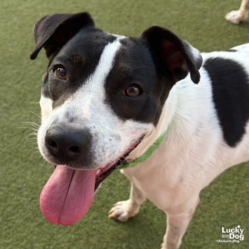 WELLA - Labrador Retriever / Pointer available for adoption