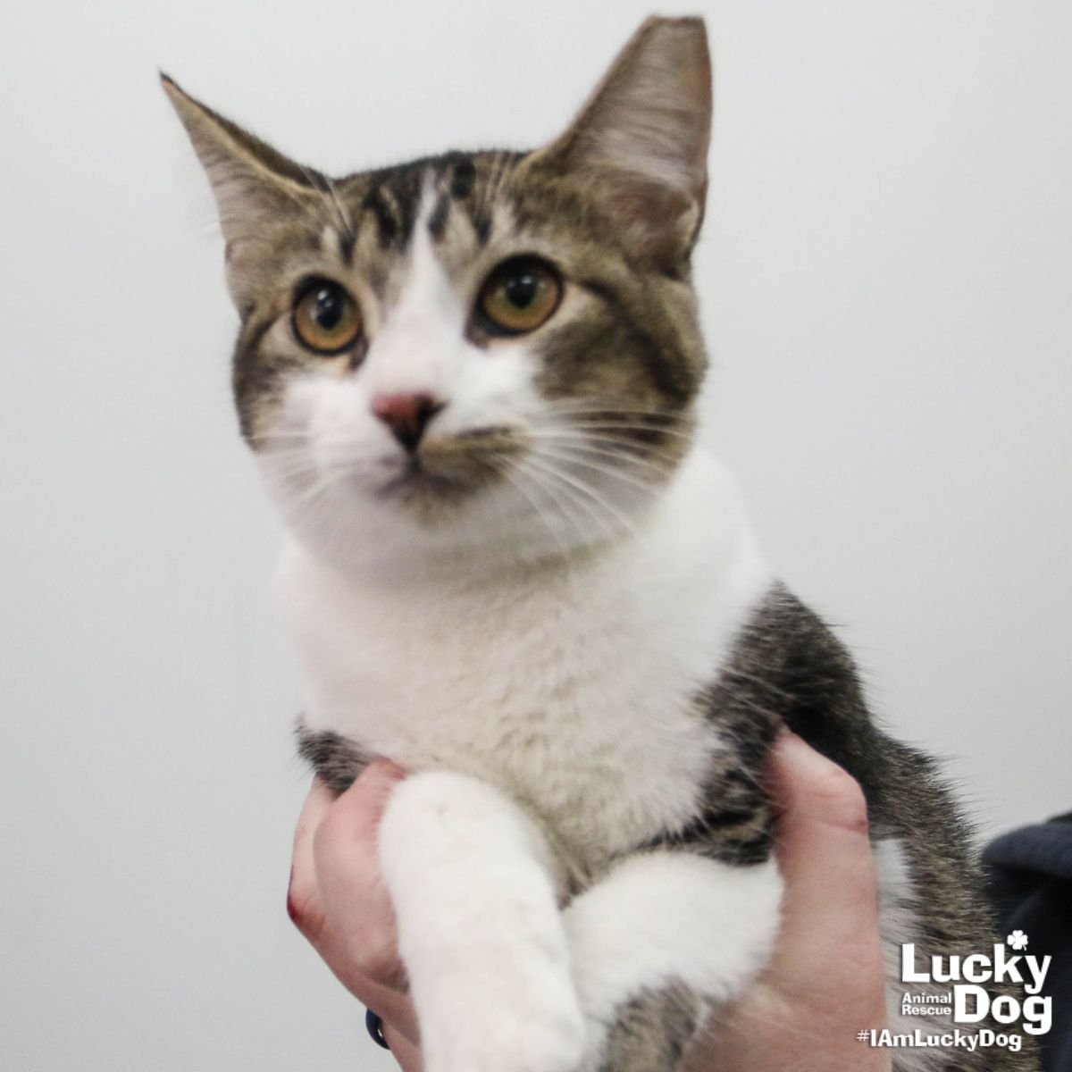 STELLY - Domestic Short Hair / Tabby available for adoption