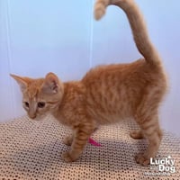 Albert - Photo 2