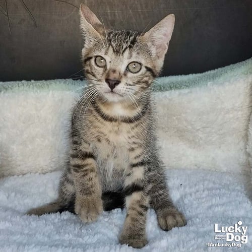 REN - Domestic Short Hair available for adoption