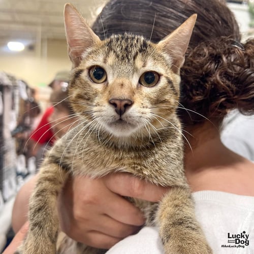 REN - Domestic Short Hair available for adoption