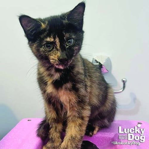 LITTLE FIREFLY - Domestic Short Hair available for adoption