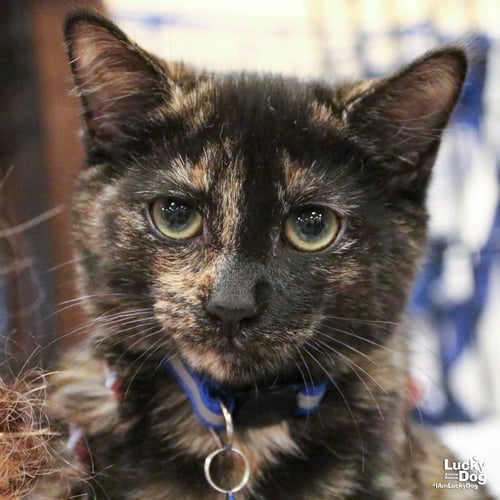 LITTLE FIREFLY - Domestic Short Hair available for adoption