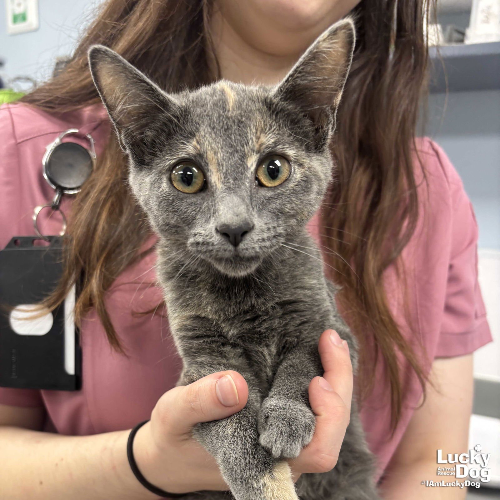 PEACE - Domestic Short Hair available for adoption