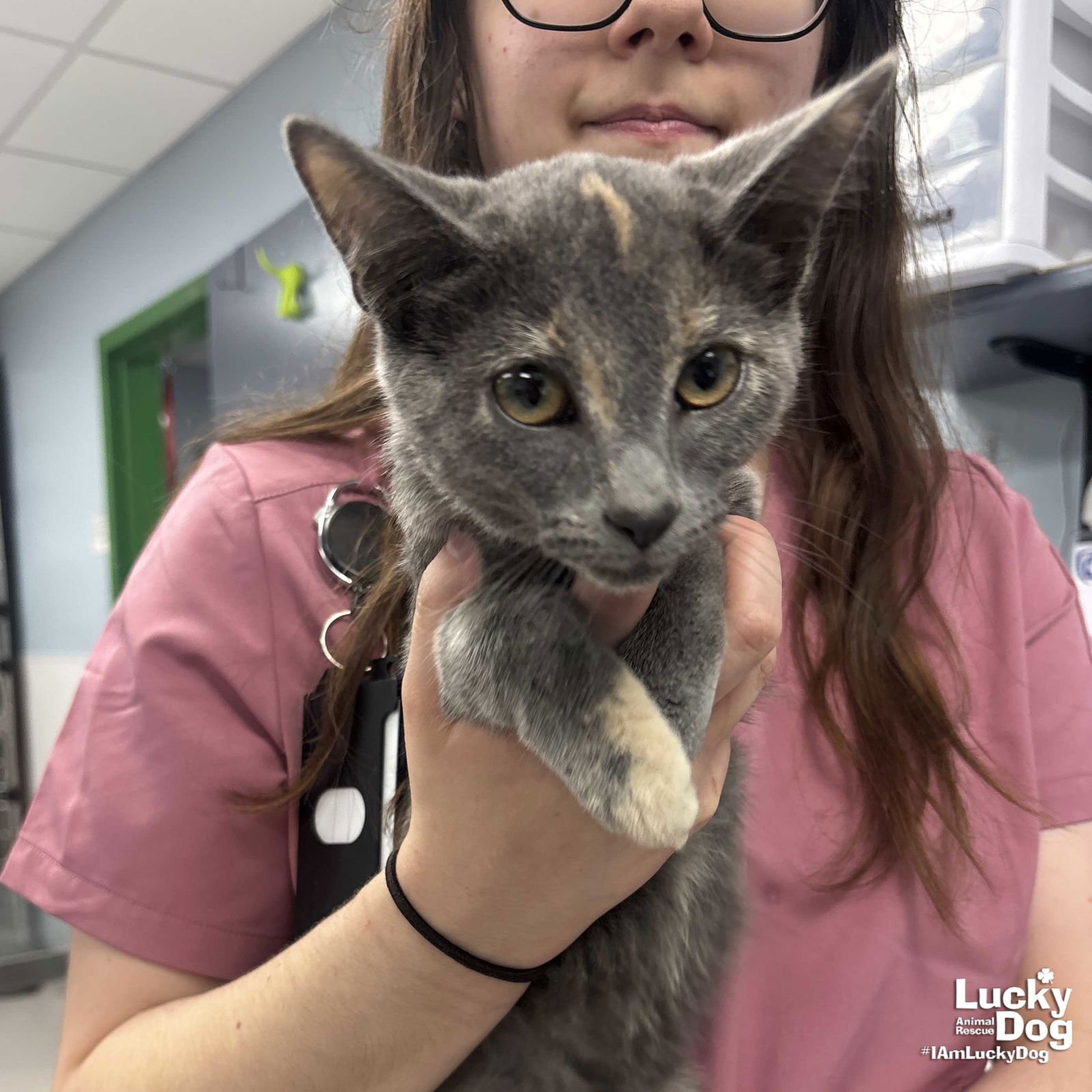 PEACE - Domestic Short Hair available for adoption