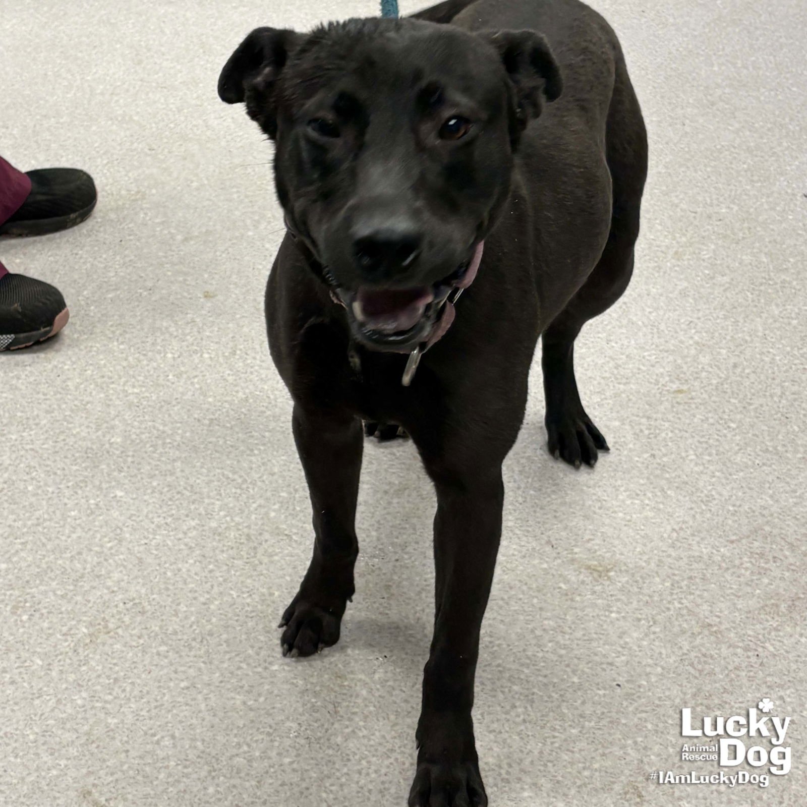 MAGNUS - Labrador Retriever available for adoption