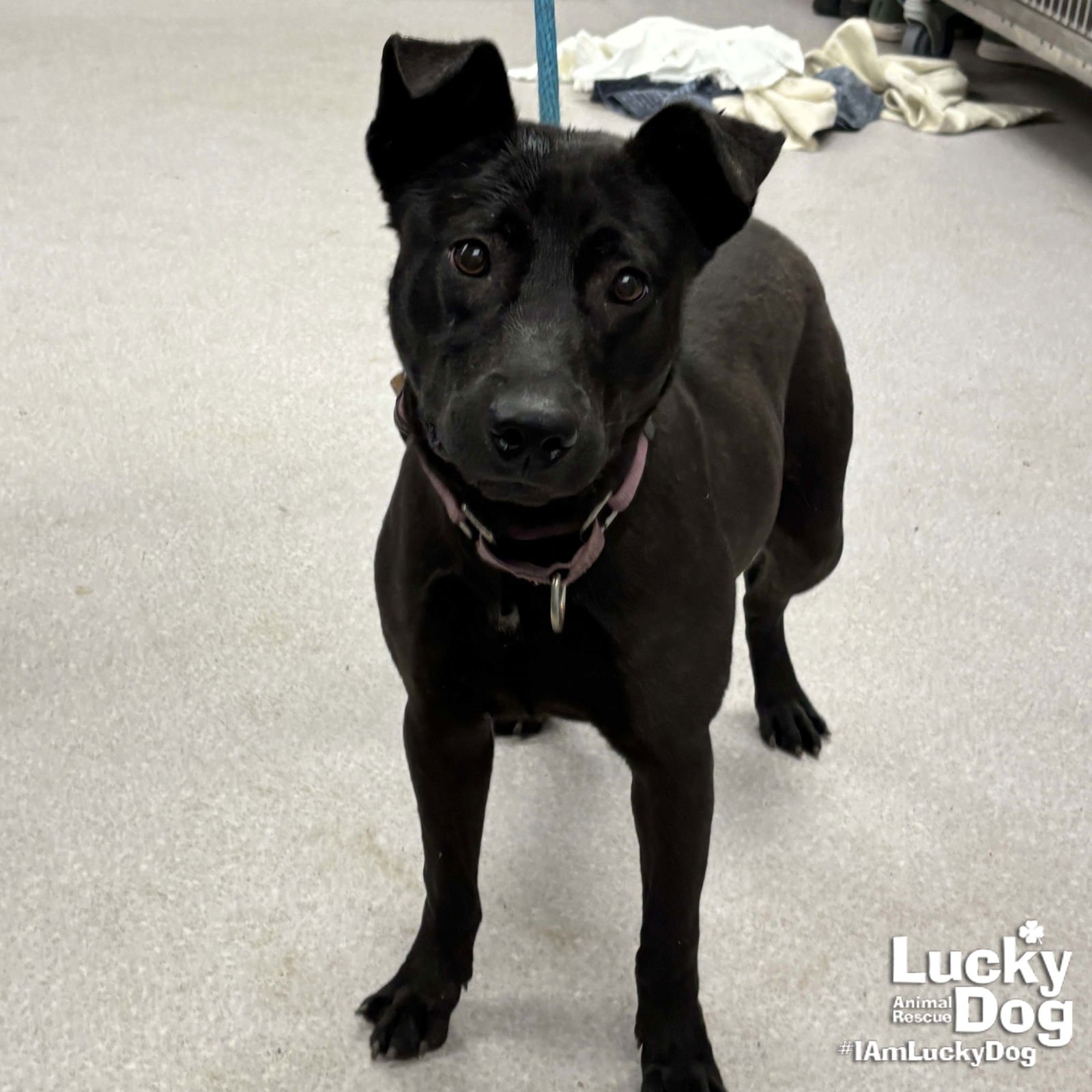 MAGNUS - Labrador Retriever available for adoption