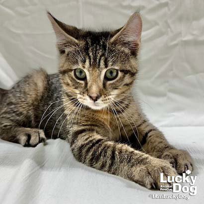 DAISY - Domestic Short Hair available for adoption
