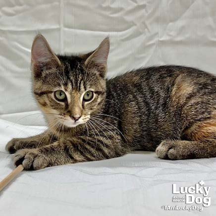 DAISY - Domestic Short Hair available for adoption