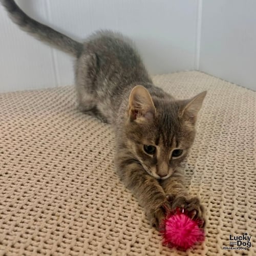 EVIE - Domestic Short Hair available for adoption