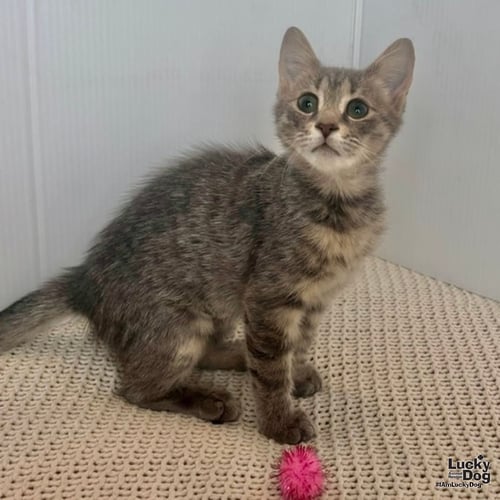 EVIE - Domestic Short Hair available for adoption