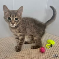 Evie - Photo 4