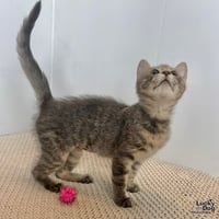 Evie - Photo 3