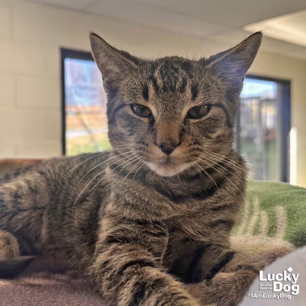 JACOBE - Domestic Short Hair available for adoption