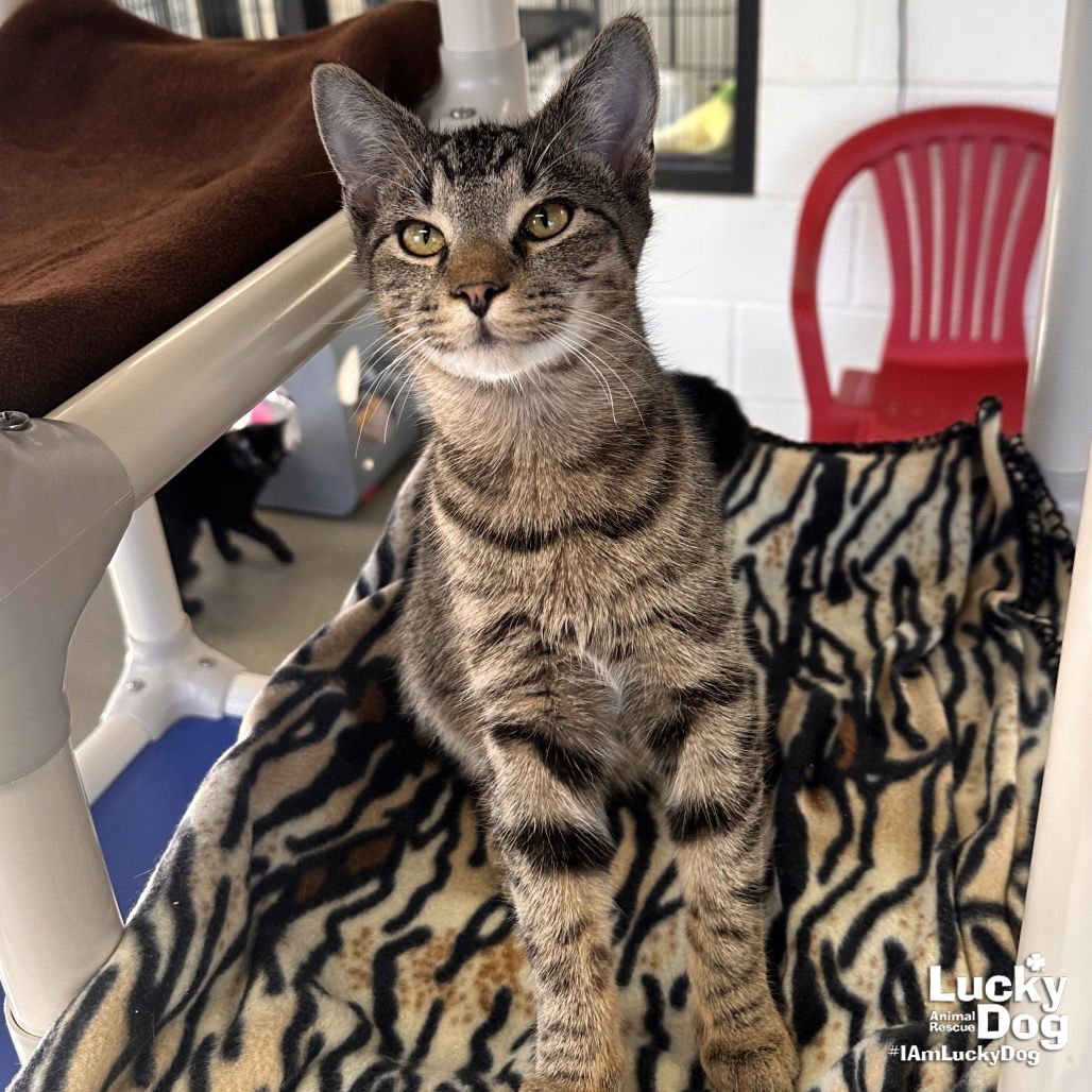 JACOBE - Domestic Short Hair available for adoption