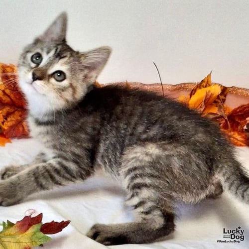 BOPEEP - Domestic Short Hair available for adoption