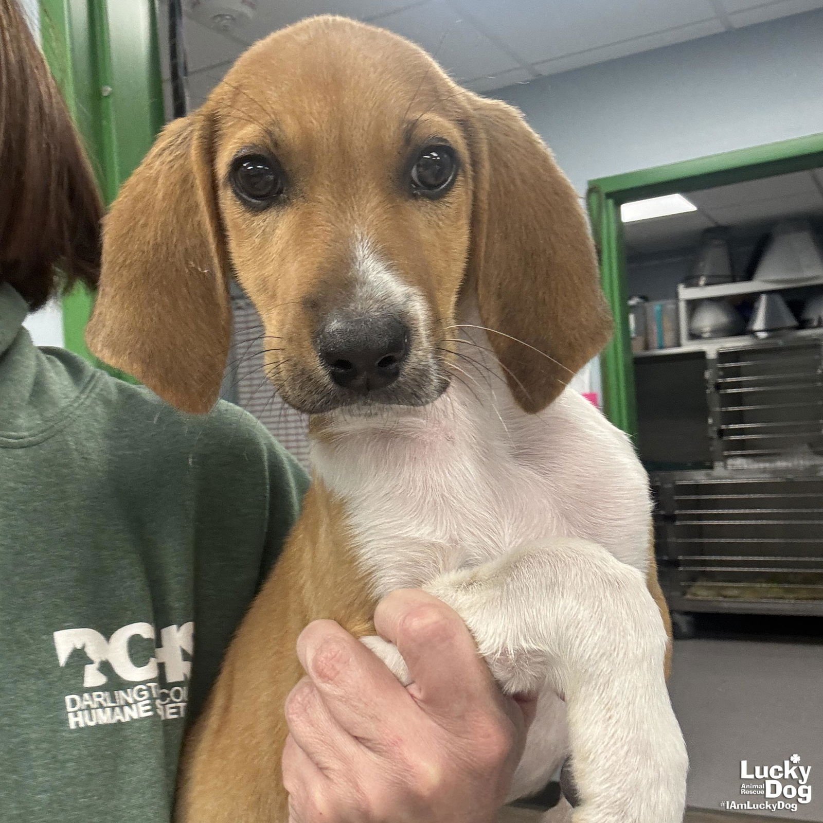 TIMROD - Hound available for adoption