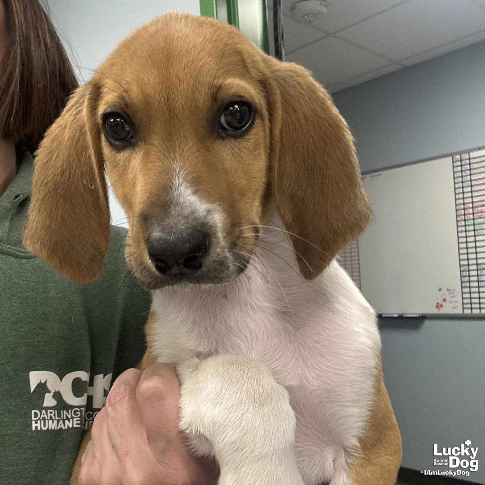 TIMROD - Hound available for adoption